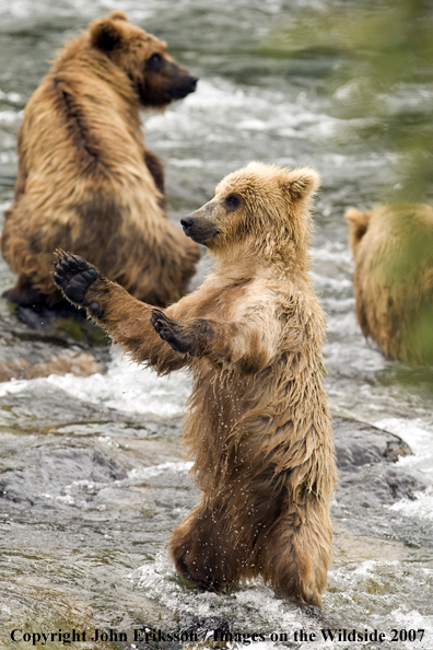Brown Bear sow with cub