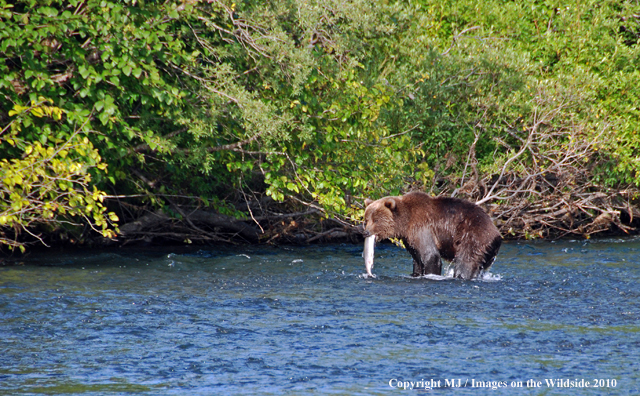 Brown Bear in habitat