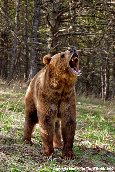 Grizzly Bear in habitat