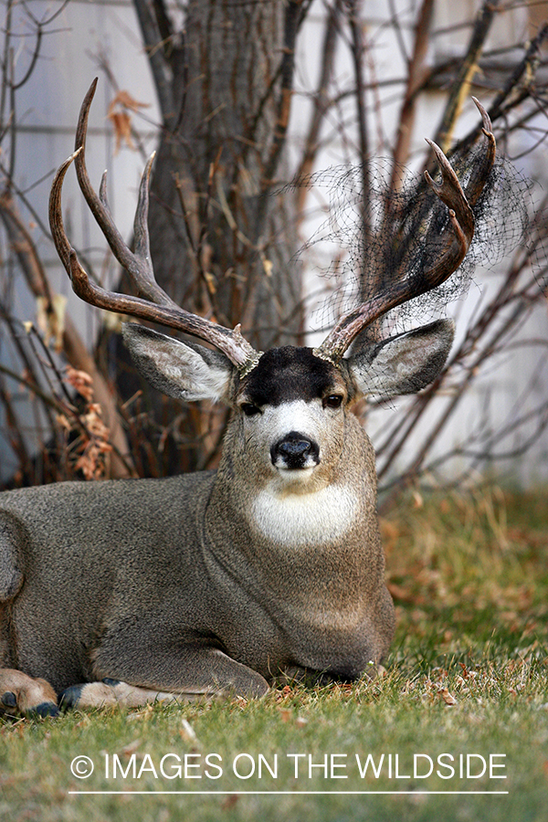 Mule deer in urban setting
