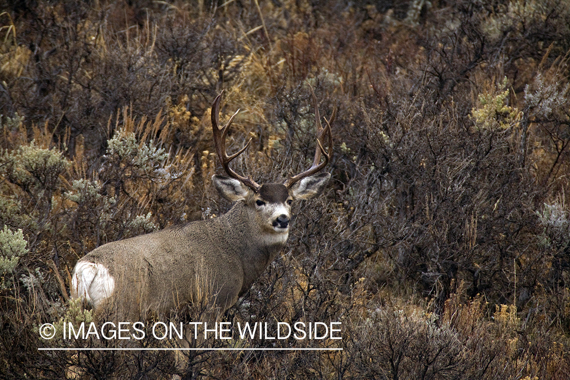 Mule deer 
