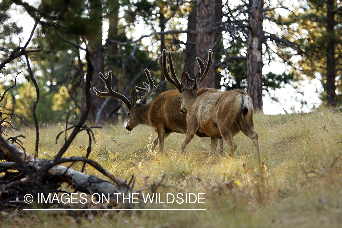 Mule Deer in Habitat