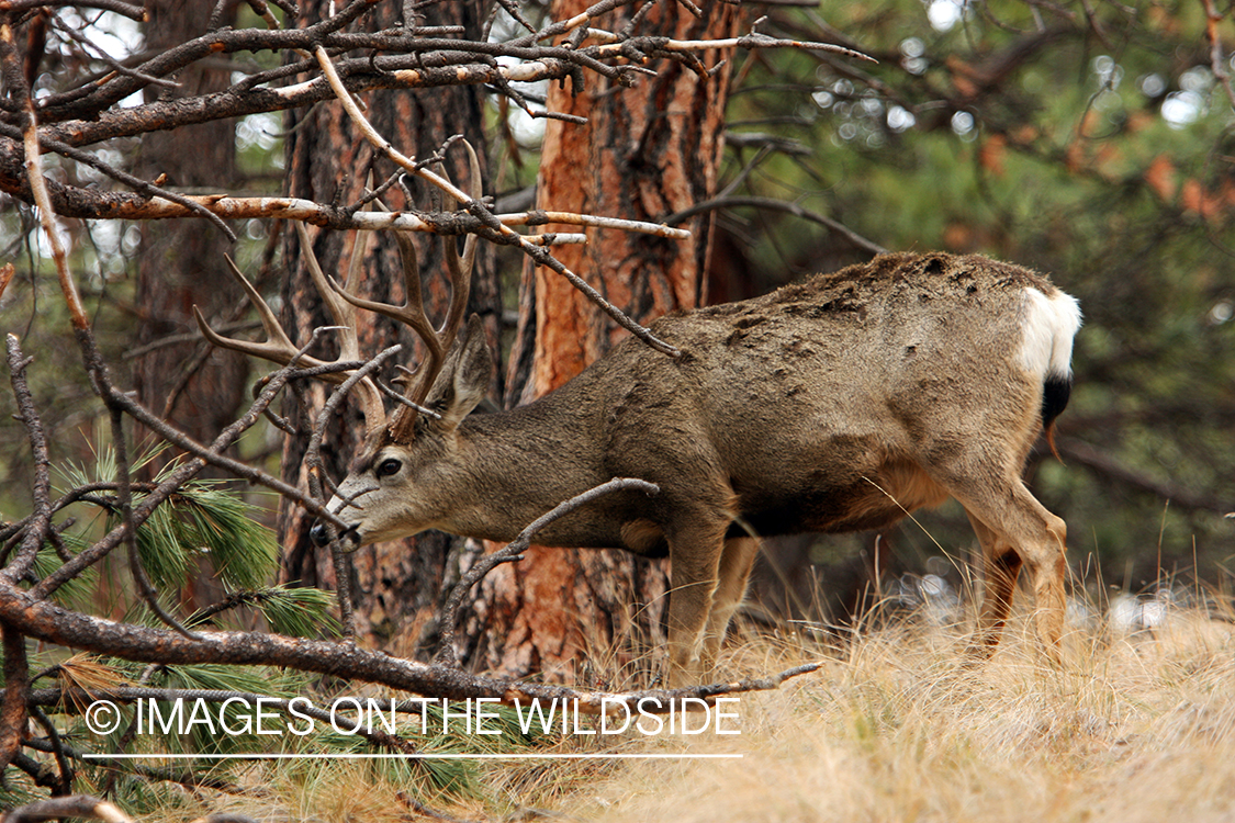 Mule Buck in Field
