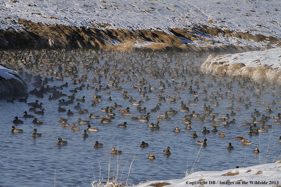 Mallards taking flight.