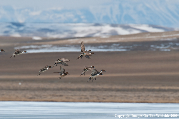 Pintail ducks in flight.