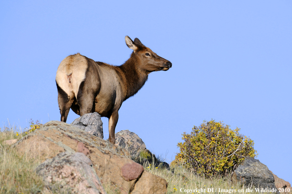 Rocky Mountain Cow Elk 