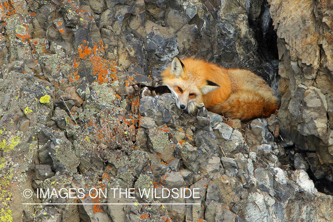 Red fox resting on rocky ledge.