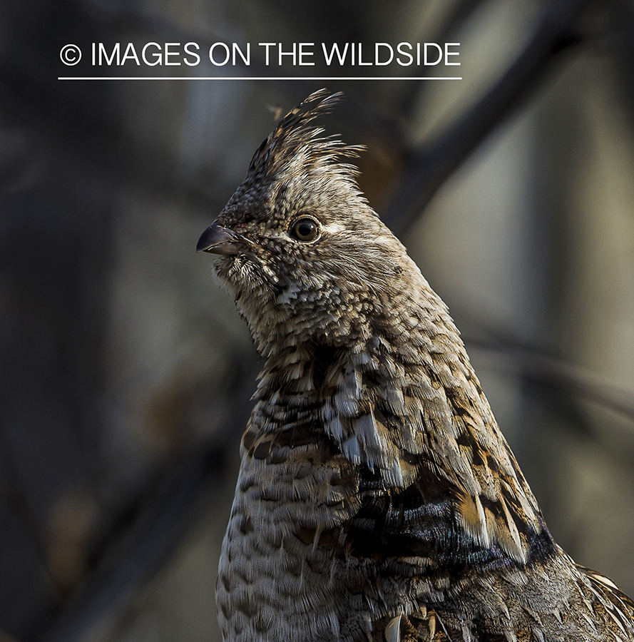 Ruffed Grouse in habitat.