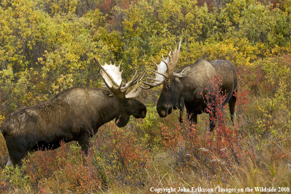 Alaskan Moose in Habitat