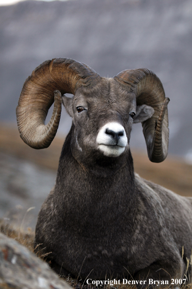 Rocky Mountain Bighorn Sheep
