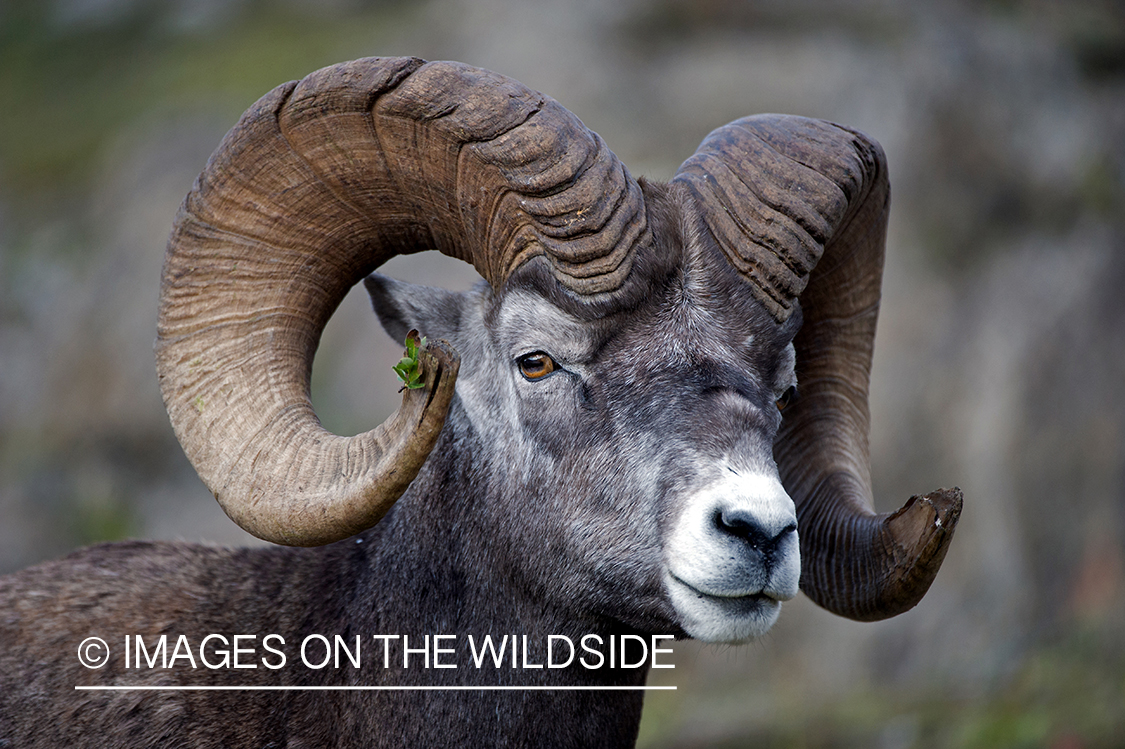 Bighorn sheep in habitat.