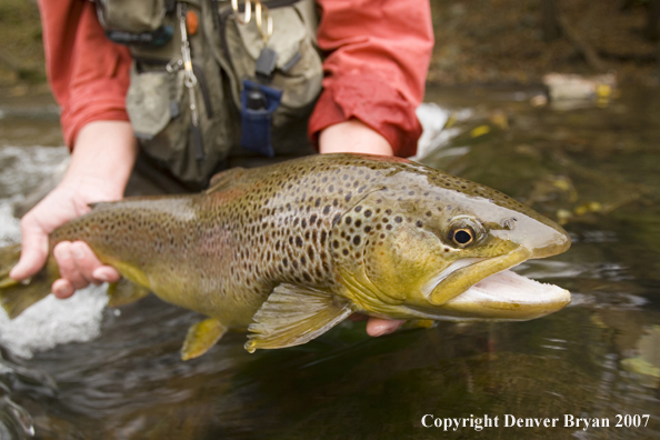 Close-up of nice brown trout.