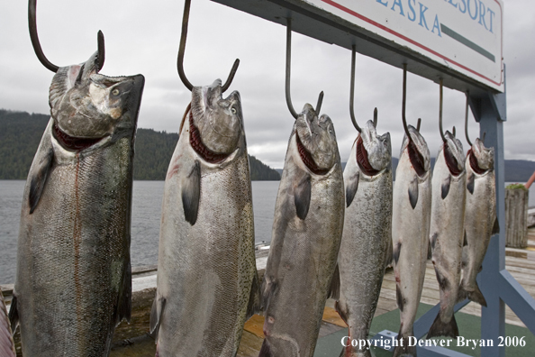 Salmon catch on hooks.  
