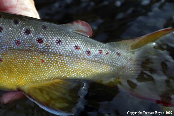 Brown trout tail