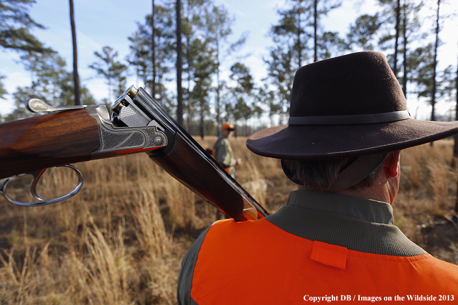 Bobwhite quail hunter in field.