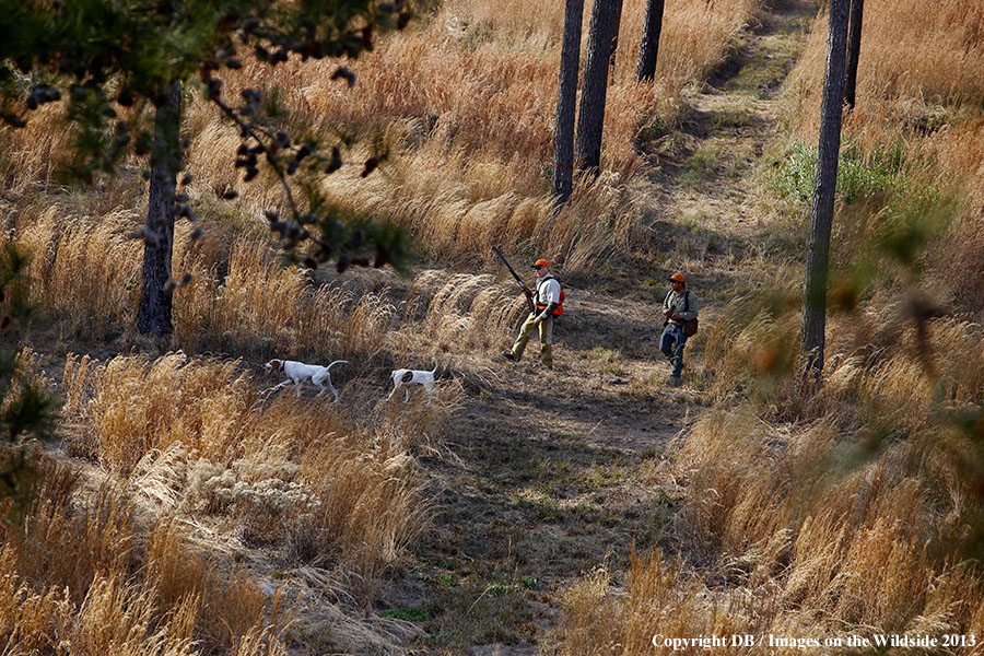 Bobwhite quail hunters in field.