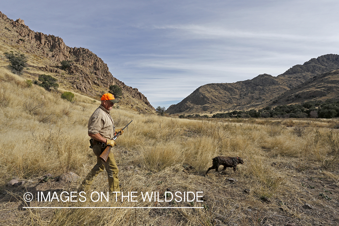 Hunter with Boykin spaniel hunting desert quail.