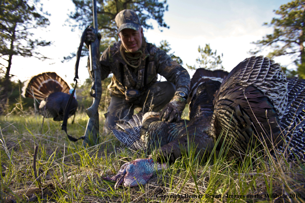 Hunter with bagged (Merriam's) turkey - decoy in bakcground