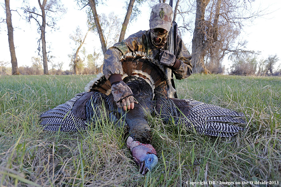 Turkey hunter with bagged turkey.