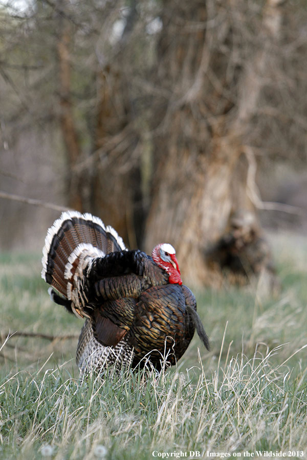 Turkey hunter shooting at gobbler.