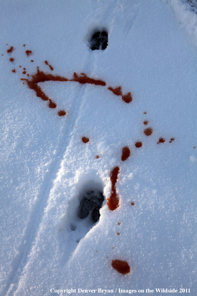 Deer tracks with blood trail