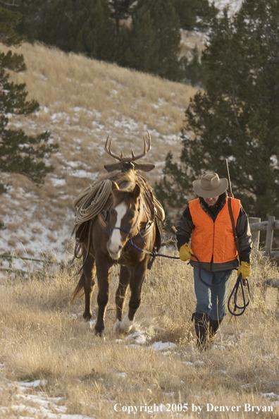 Deer hunter packing out bagged white-tailed buck.