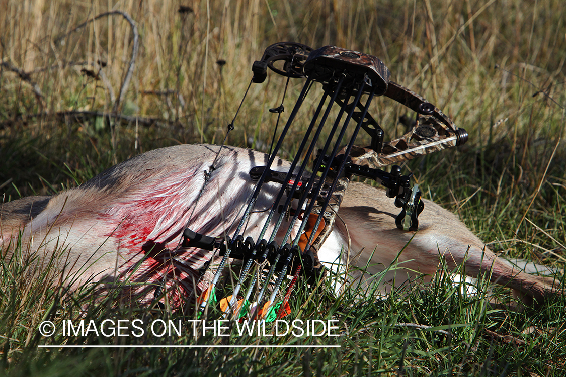 Bagged white-tailed deer with bow and arrows if field. 