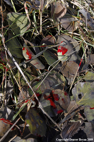 Deer blood on vegetation.