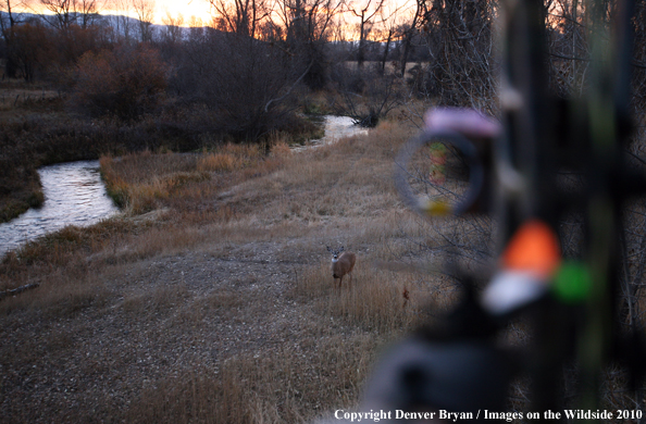 Bowhunter's view of a white-tail buck from a treestand with bow in foreground. 