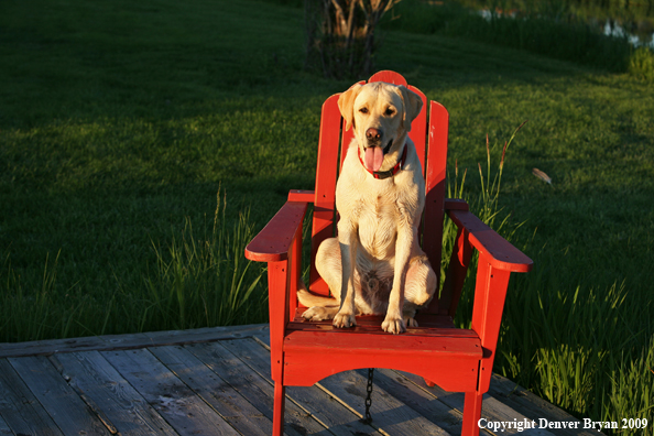 Yellow Labrador Retriever in chair