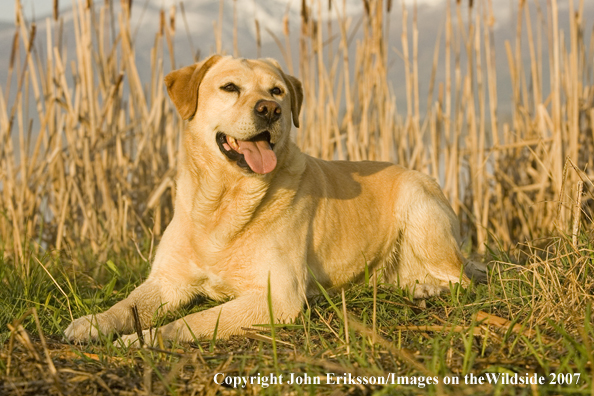 Yellow Labrador Retriever