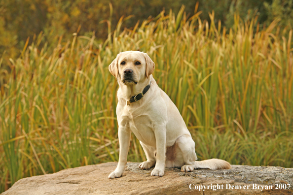 Yellow Labrador Retriever