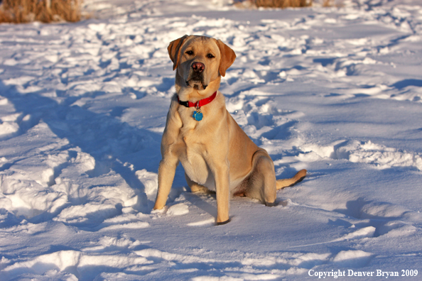 Yellow labrador retriever