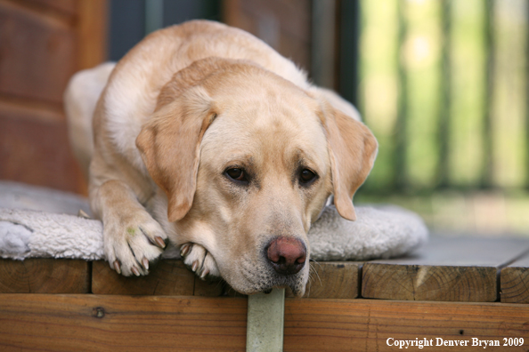 Yellow Labrador Retriever on deck