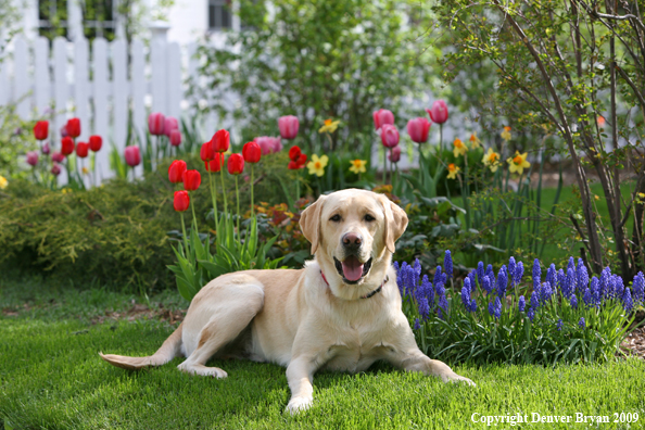 Yellow Labrador Retriever by flowers