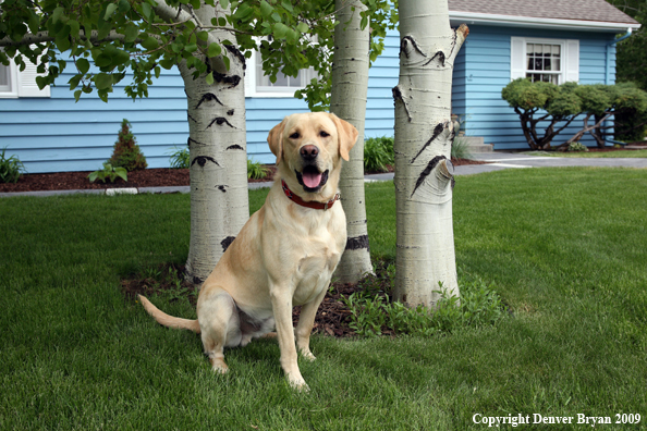 Yellow Labrador Retriever in yard