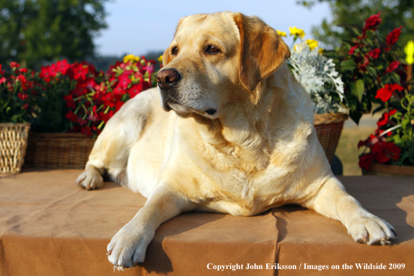Yellow Labrador Retriever