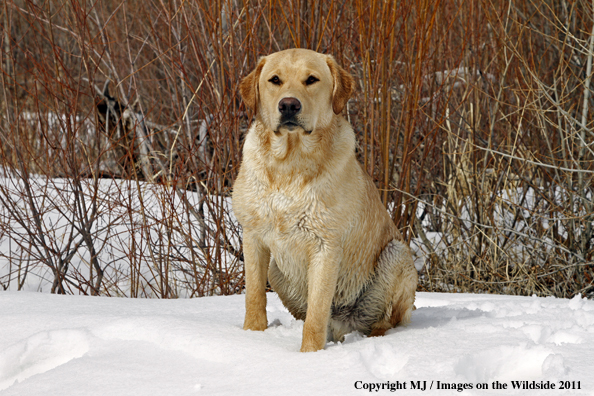Yellow Labrador Retriever during the winter