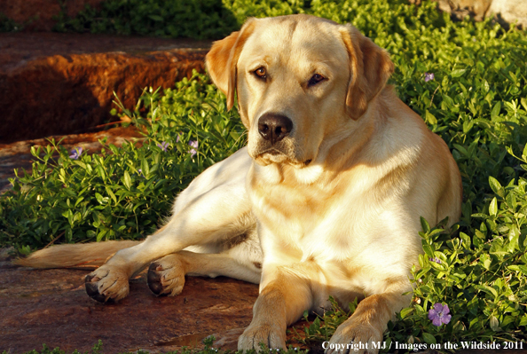 Yellow Labrador Retriever.