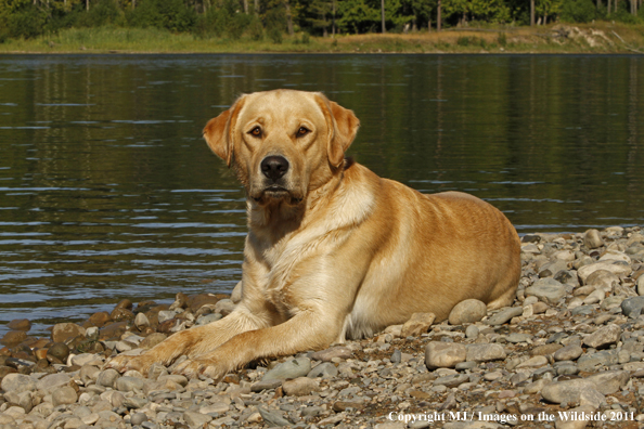 Yellow Labrador Retriever.