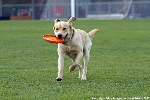Yellow Labrador Retriever playing with frisbee. 
