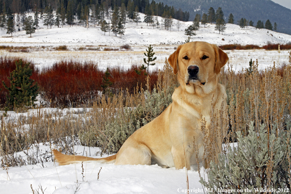 Yellow Labrador Retriever in winter. 