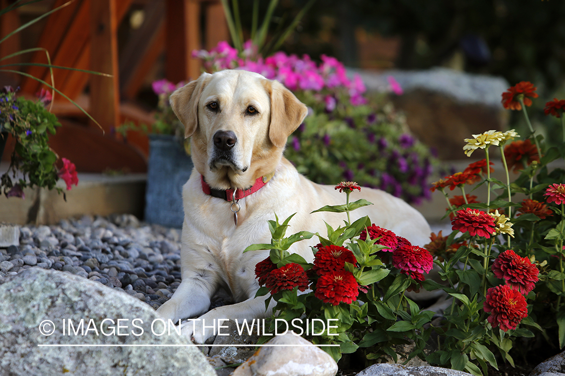 Yellow Labrador Retriever