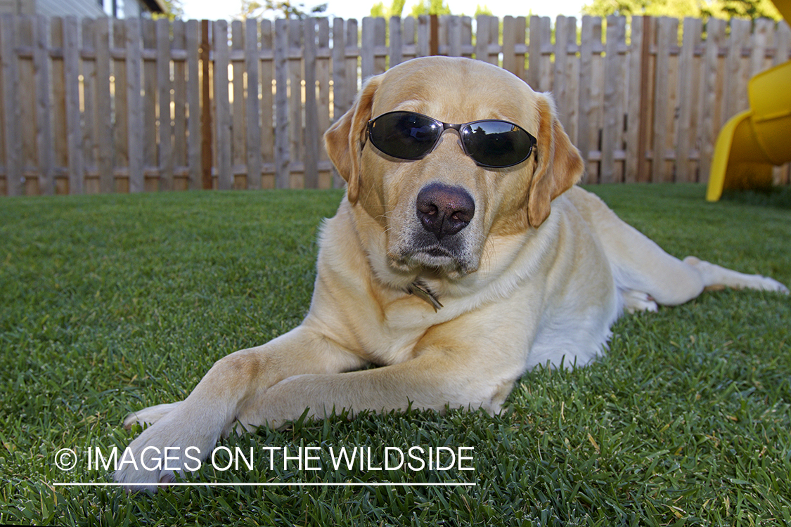 Yellow Labrador Retriever with sunglasses.