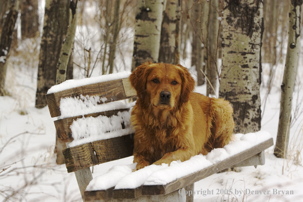 Golden Retriever on snow-covered bench.