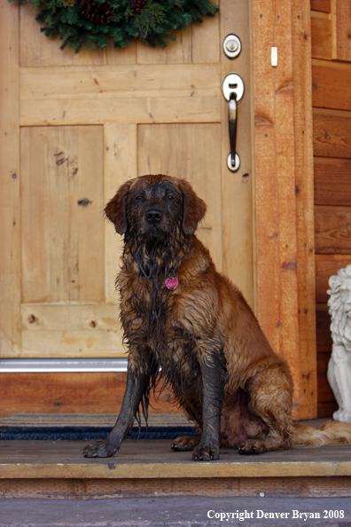 Dirty Golden Retriever