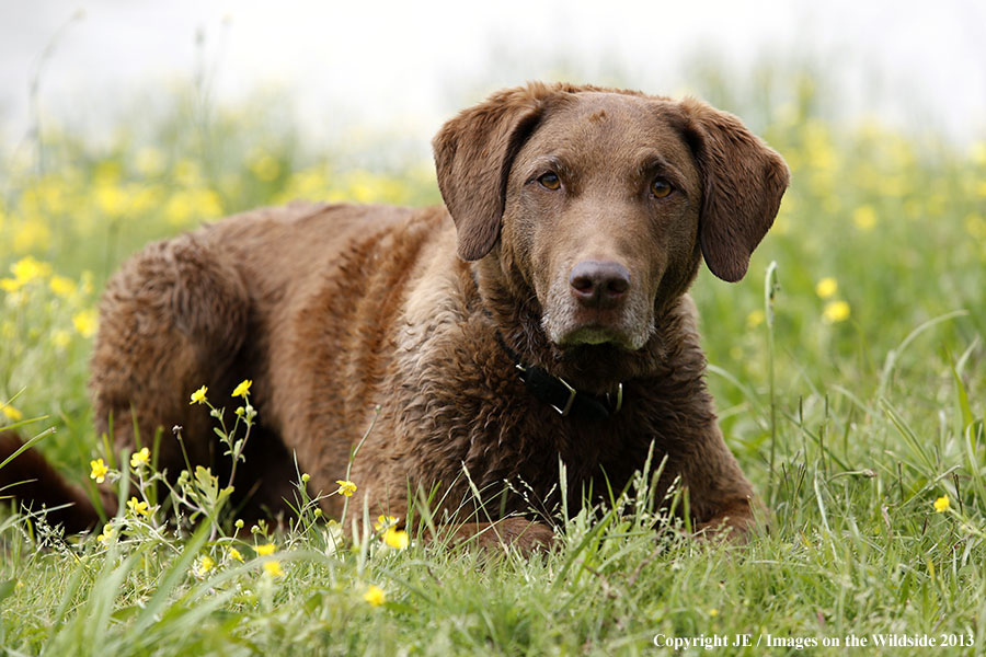 Chesapeake Bay Retriever