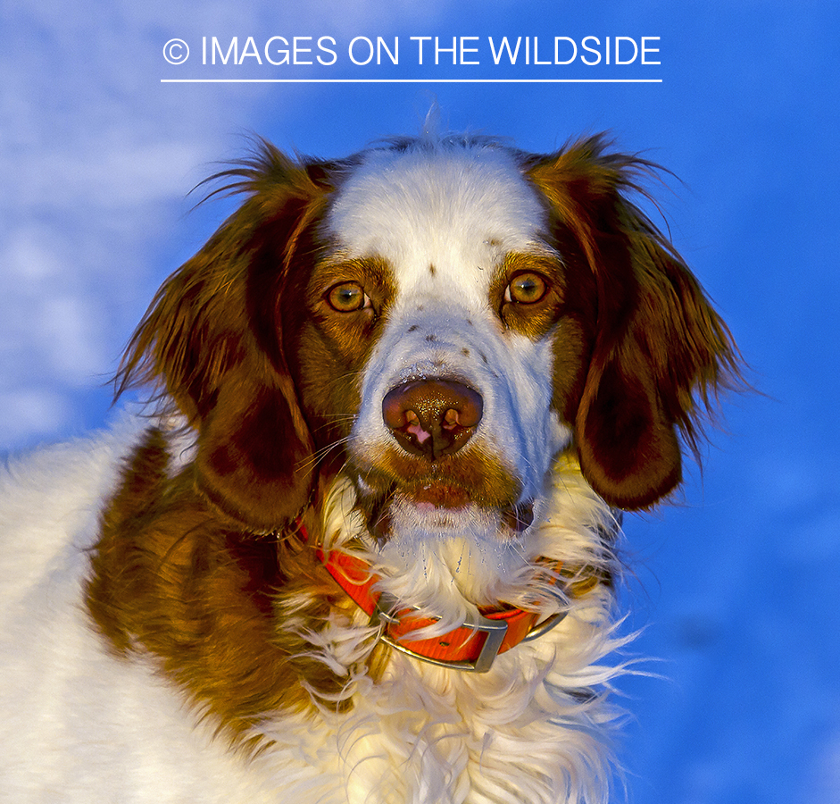 Brittany Spaniel 