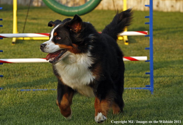 Bernese Mountain Dog running agility course. 