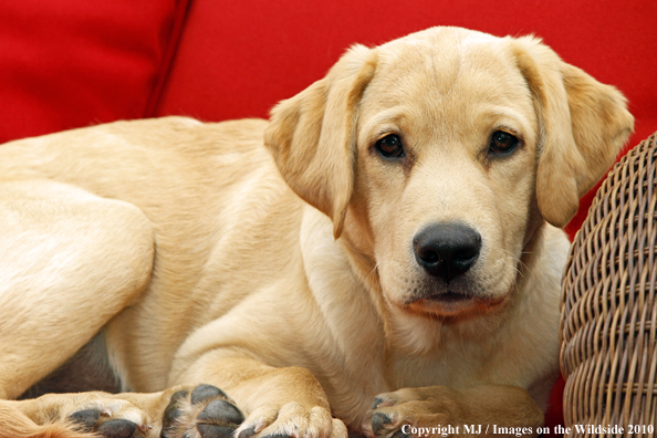 Yellow Labrador Retriever Puppy